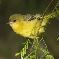Female Orchard Oriole