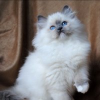 Cute Ragdoll Kitty