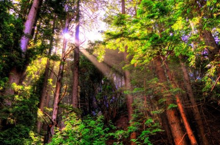 forest in the rays - glow, branches, trees, green leaves, sun, summer, forest in the rays