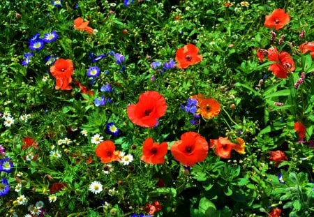 Poppies and Company - wall, park, colors, daisies, poppies