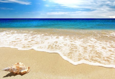 the scallop - ocean wave, beach, sea, azure, summer sky blue, sand, scallop