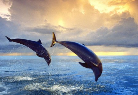 sunset fun - clouds, fun, water, sea, ocean, rays of sun, steam, dolphins, sunset, frolic, fish, sky