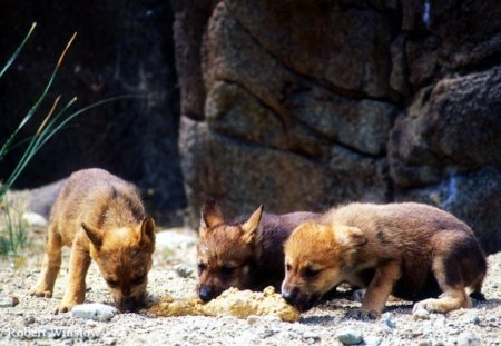 Baby Wolves - predator, wolves, small, nature