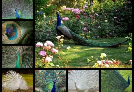 For my dear friend Katica (CroZg) - collage, animals, friend, birds