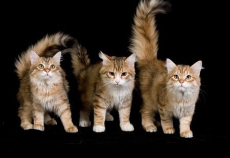 Kittens - pet, animal, kitten, cat