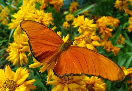 GOLDEN DARLING - beauty, insects, orange, marigolds, gardens, flowers, butterflies