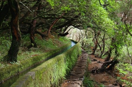 aqueduct in the woods - moss, aqueduct, stones, woods