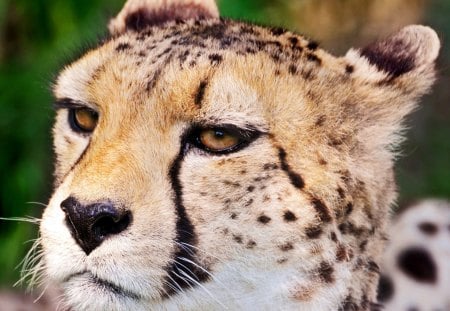 Cheetah Close-up - cheetah, head, cats, animals