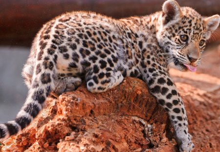 Jaguar cub