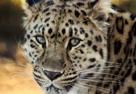 Leopard Close-up - leopard, animals, cats, close-up, head