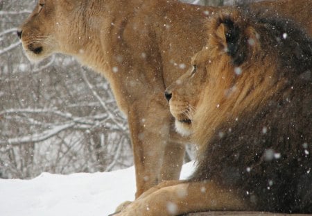 Lion and Lioness - lioness, cats, snow, lion, animals