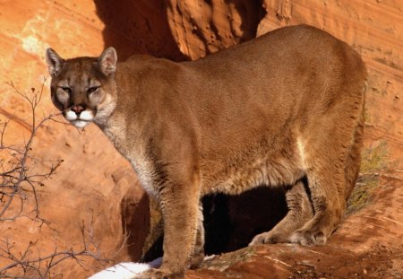 Cougar in the Mountains - cats, cougar, mountains, animals