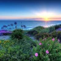 flowers on the beach at sunrise