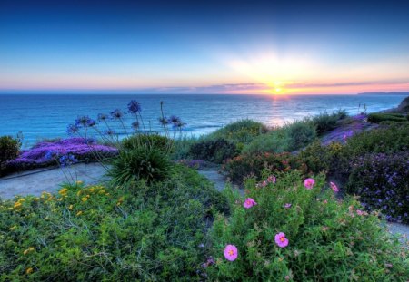 flowers on the beach at sunrise - flowers, beach, sunrise, sea