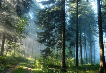 forest road - sunrays, road, forest, mist