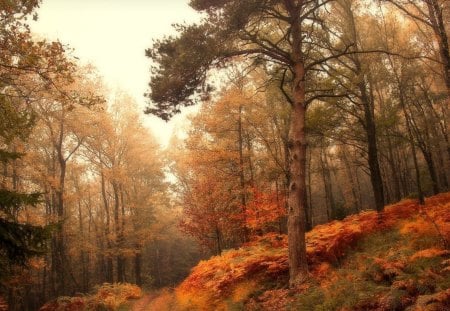 outstanding forest road - autumn, forest, road, mist