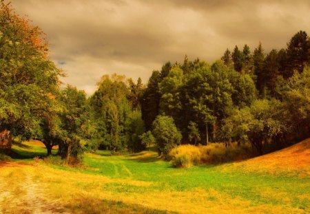 forest road on a bright day - sunny, forest, road, clouds