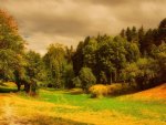 forest road on a bright day