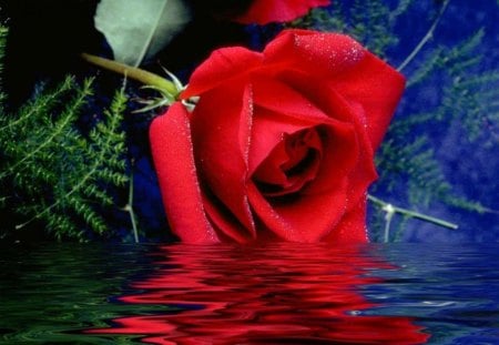 Red rose - roses, flowers