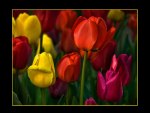 Tulips