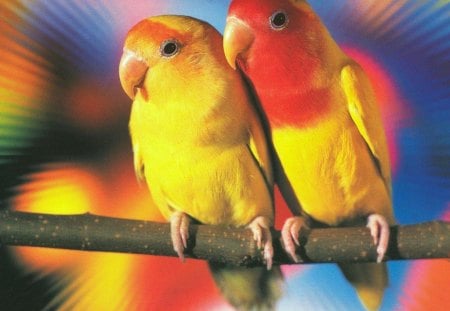 Lovebirds - animal, birds