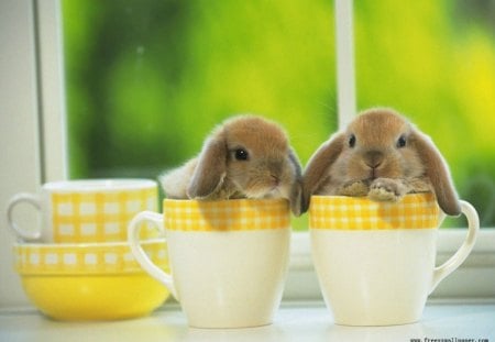 coffie anyone - still life, cups, bunnies, coffie anyone