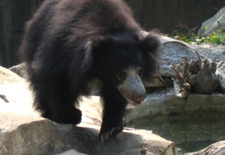 sloth bear - zoo, dusty, unkempt, shaggy