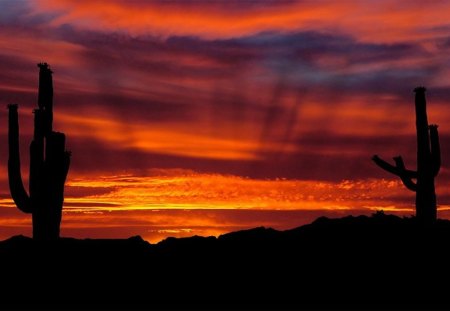 Painted Desert - cactus, cacti, orange, sunset, desert