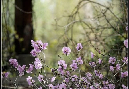 Pink blosson - flowers, pink