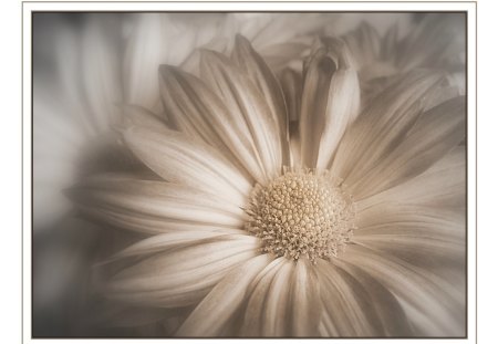 White flower - white, flowers