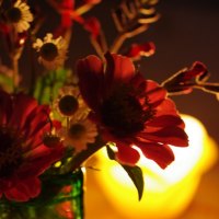 Flowers and light