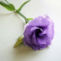 Purple flower