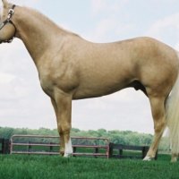 Palomino Stallion