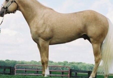 Palomino Stallion - stallions, horses, animals, palomino