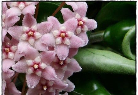 Pink star flowers - flowers, pink