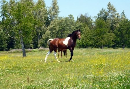 Pinto - horse, rural, field, pinto, widescreen, country, washington