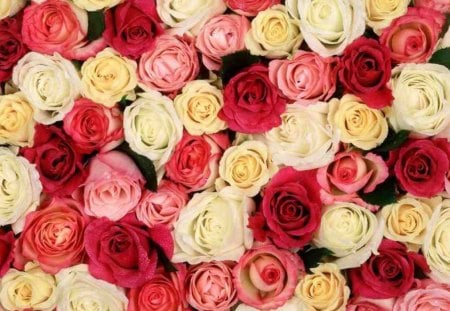 fragrant roses - roses, flowers, fragrant