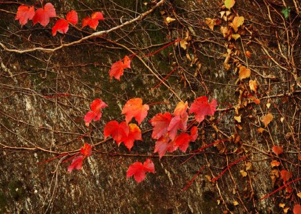 red autumn - red, autumn