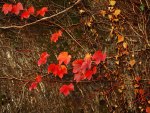 red autumn