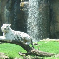 whitetiger