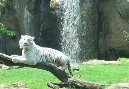 whitetiger - on log, zoo, water falls