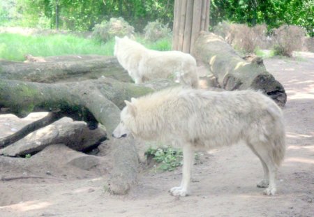 whitewolves - zoo, looking food