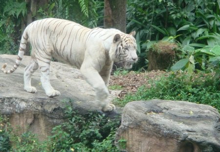 whitetiger  - nice scene, out for a walk