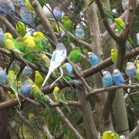 Budgies in a Tree