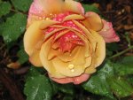 Belle Epoch Rose