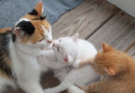 Don't take all the kisses, Brother! - black, males, white, kittens, kisses, mother, orange, cat