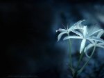 Blue Lily