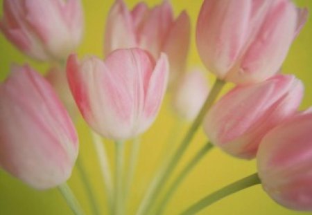 Softly Pink - flowers, tulips, art