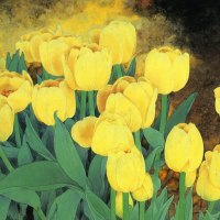 Yellow Tulips