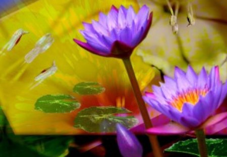 Lilies - pond, waterlilies, art